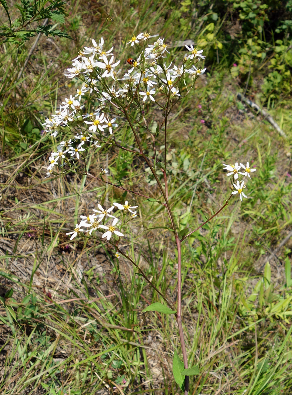 Изображение особи Doellingeria scabra.