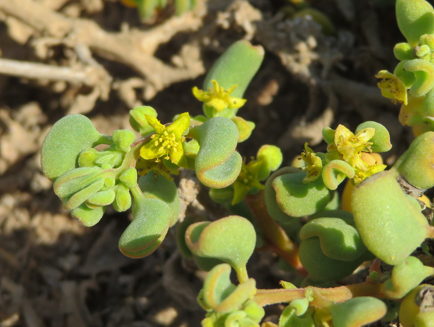 Изображение особи Tetragonia decumbens.