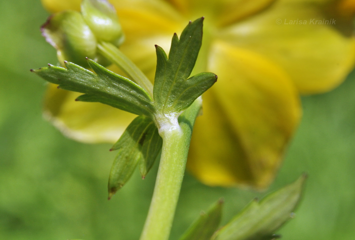 Image of Trollius chinensis specimen.