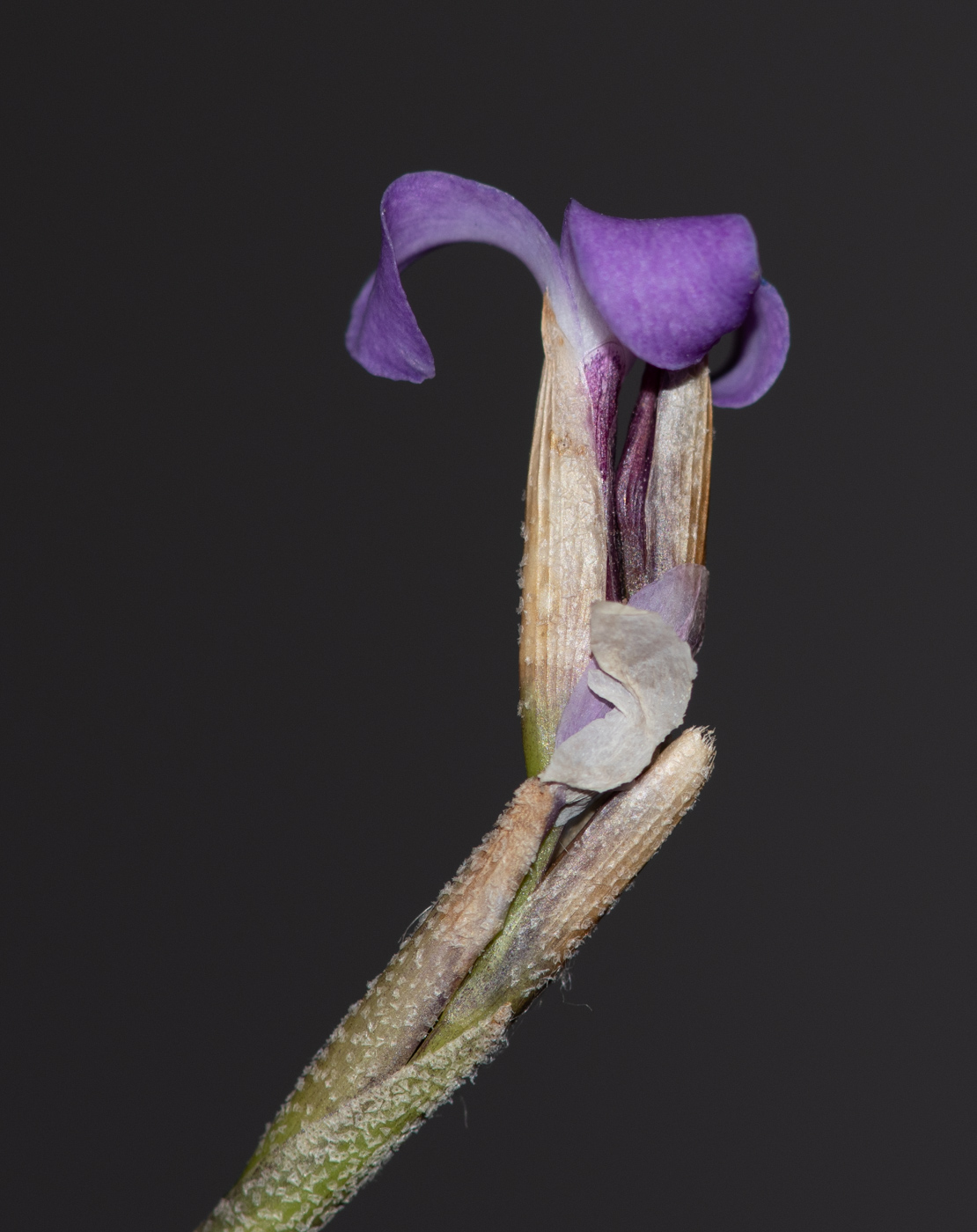 Image of Tillandsia recurvata specimen.