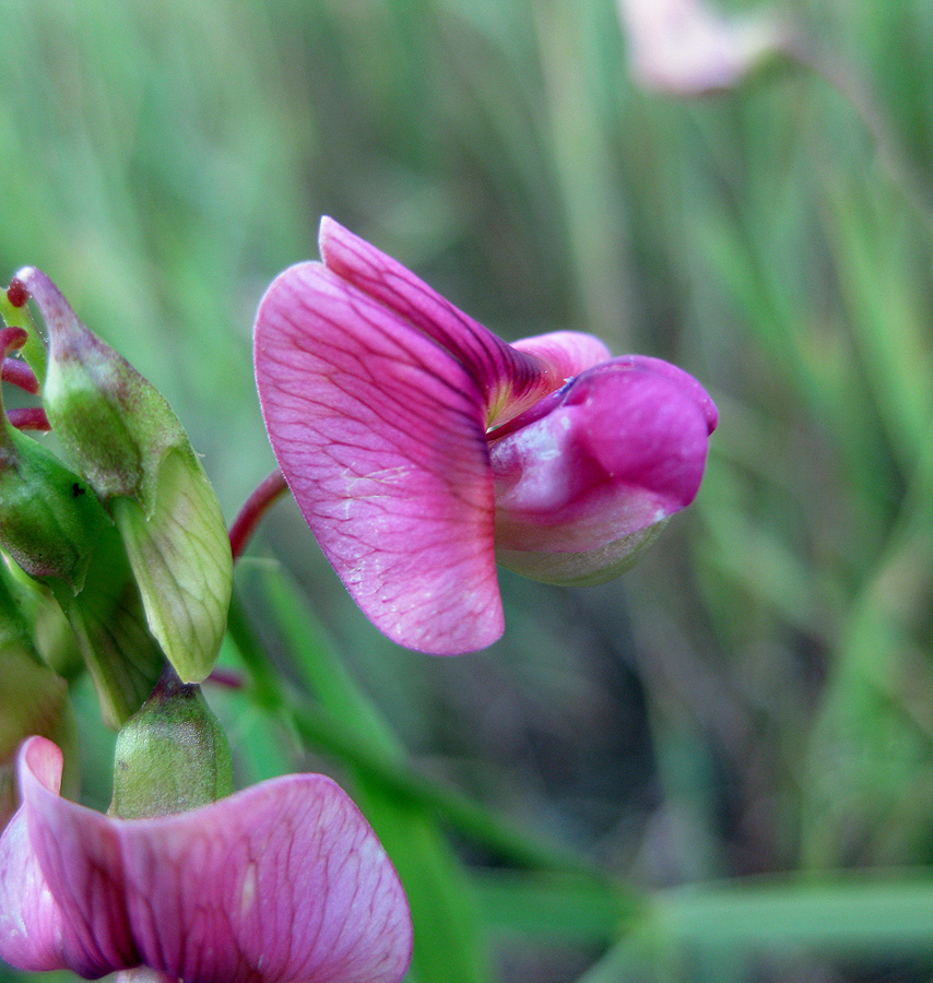 Изображение особи Lathyrus sylvestris.