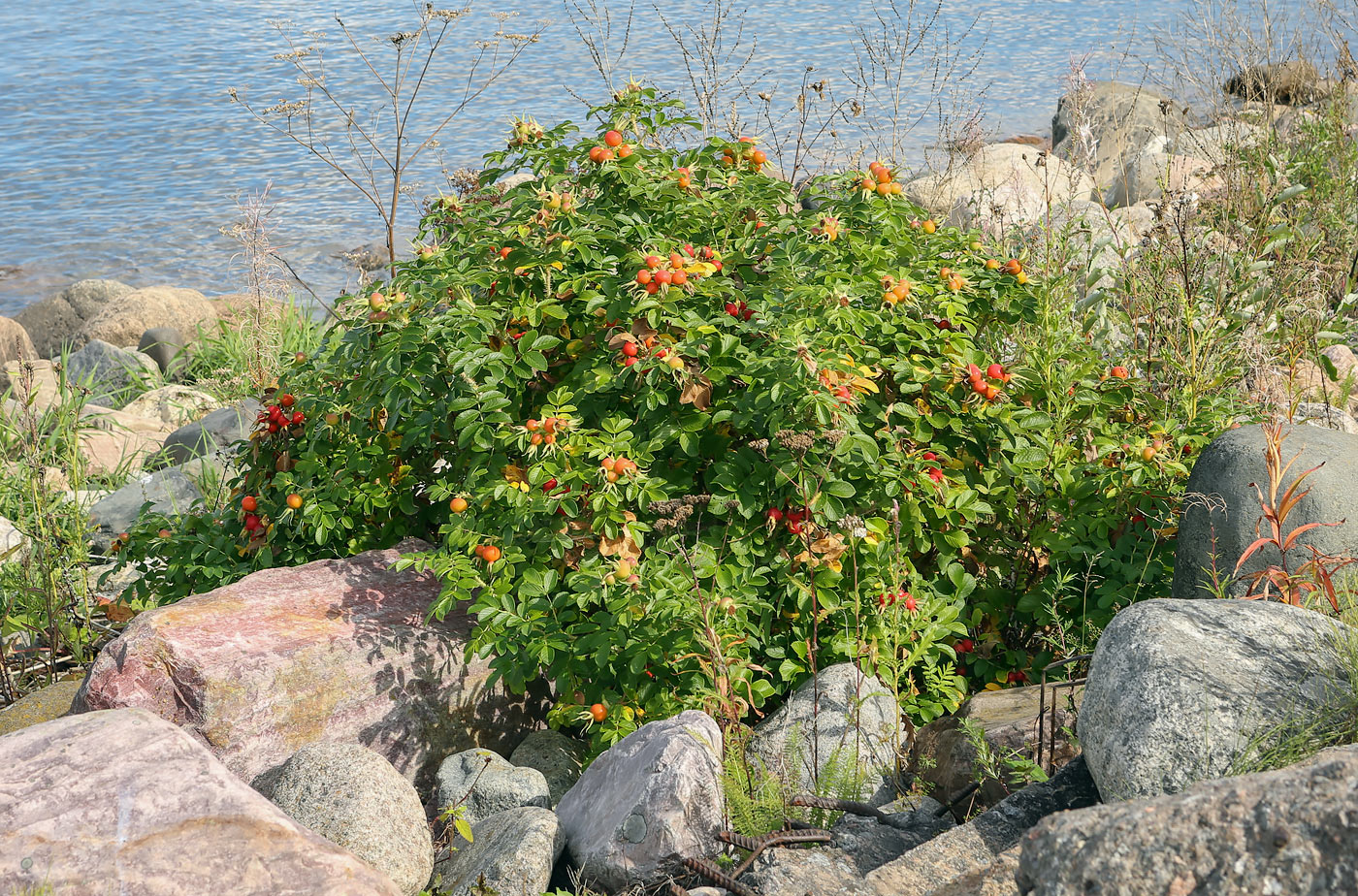 Image of Rosa rugosa specimen.