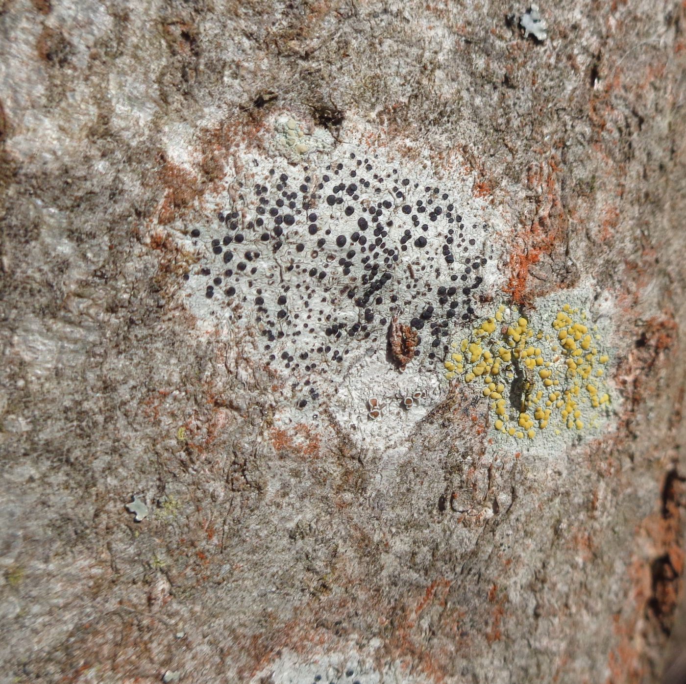 Image of Lecidella elaeochroma specimen.