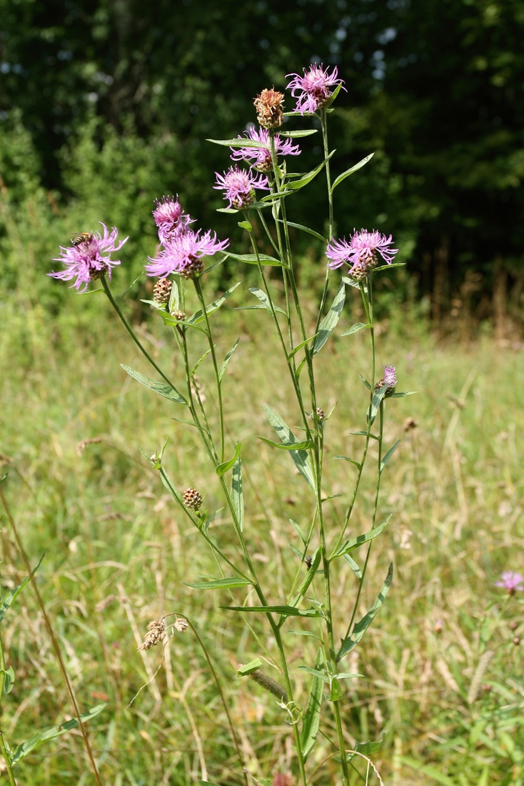 Изображение особи Centaurea jacea.