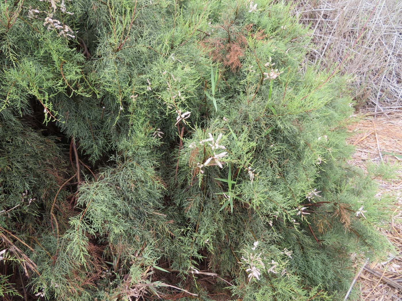 Image of Tamarix usneoides specimen.