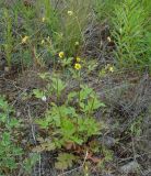 Geum aleppicum