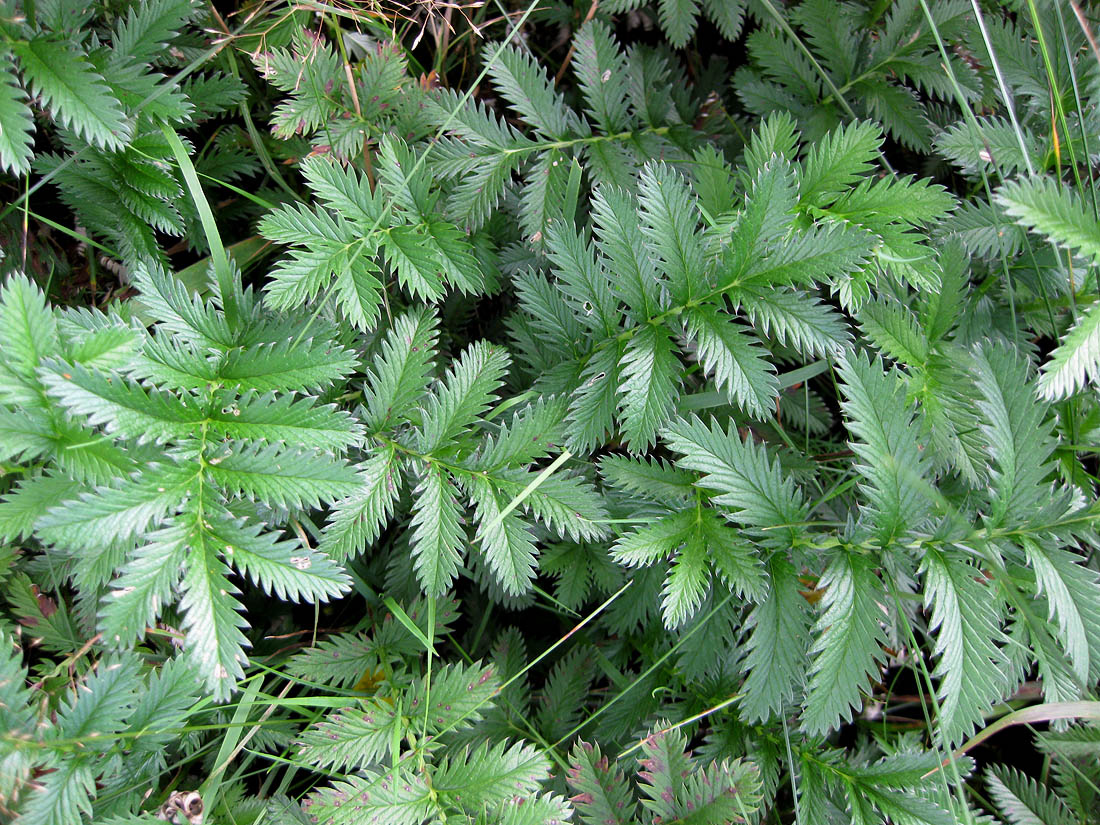 Image of Potentilla anserina specimen.