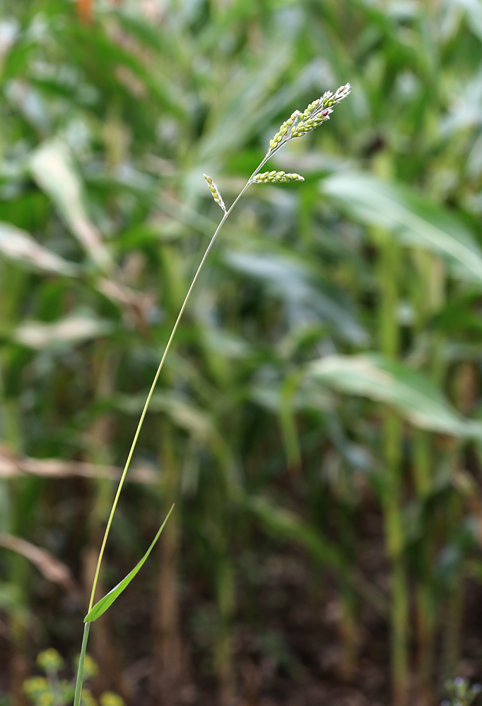 Image of Eriochloa villosa specimen.