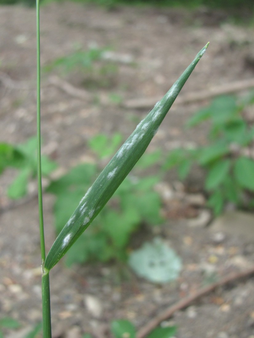 Image of Alopecurus myosuroides specimen.