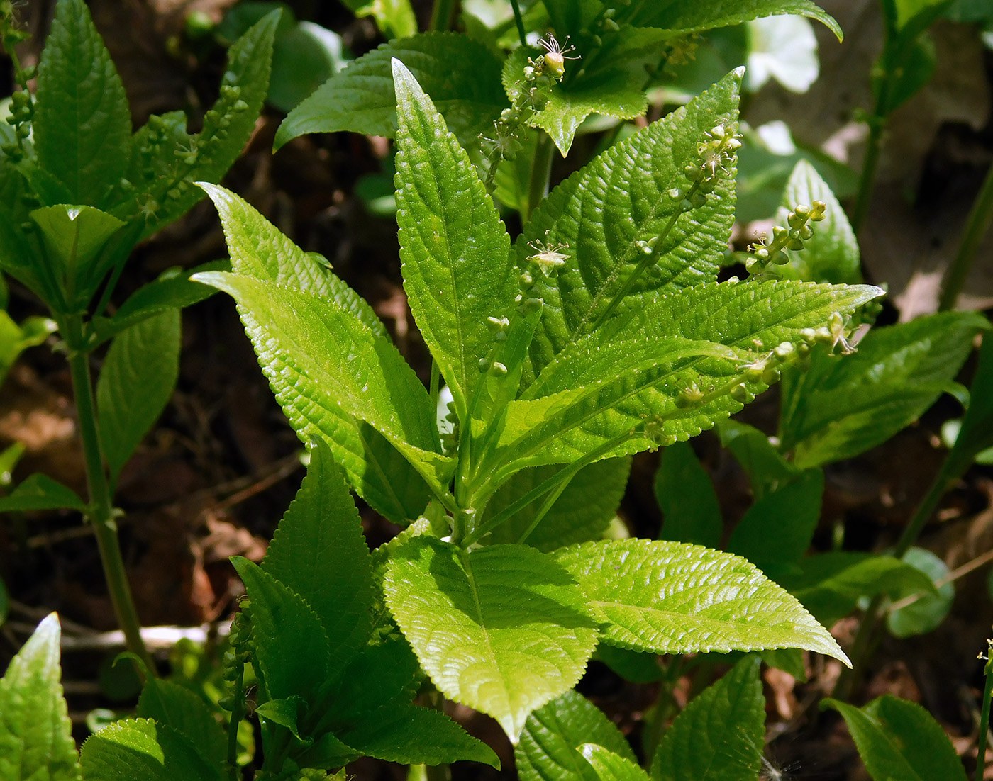 Image of Mercurialis perennis specimen.