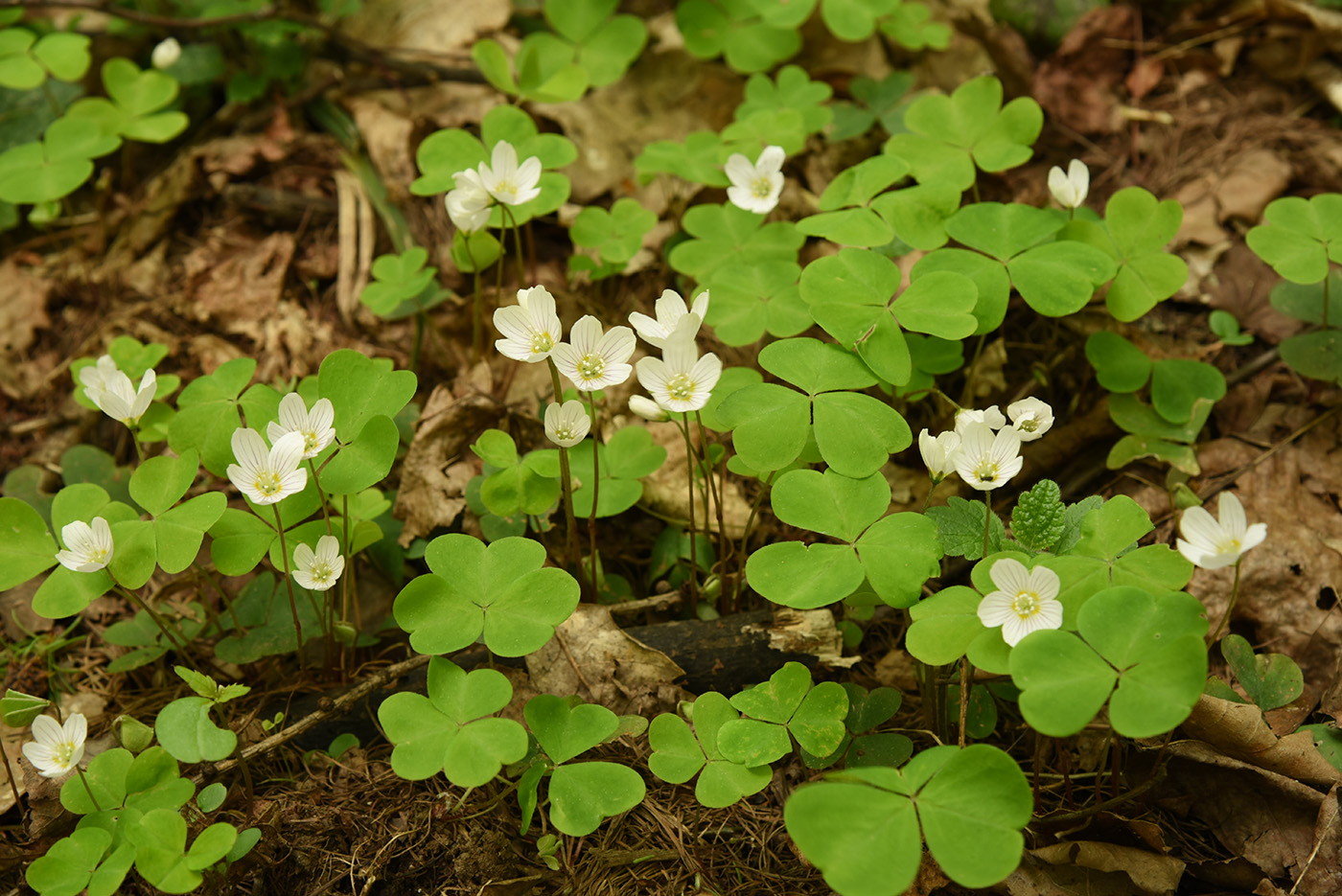 Изображение особи Oxalis acetosella.