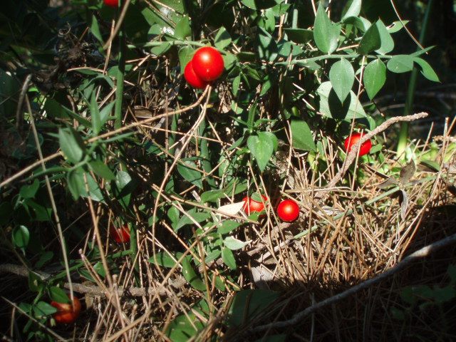 Image of Ruscus aculeatus specimen.