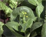 Brassica variety chinensis