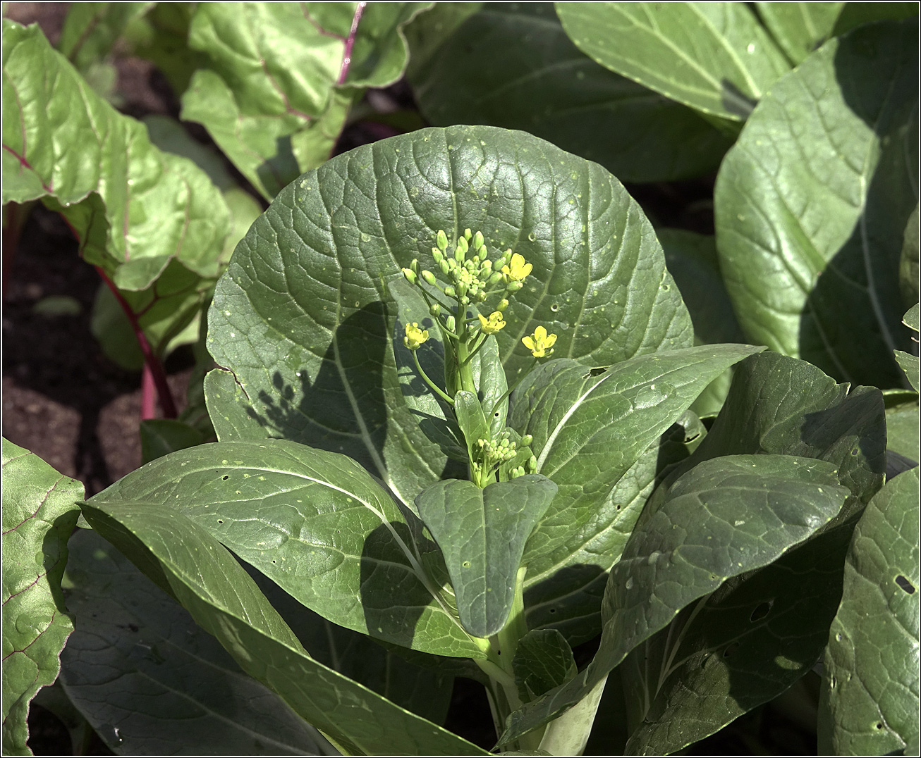 Изображение особи Brassica rapa var. chinensis.