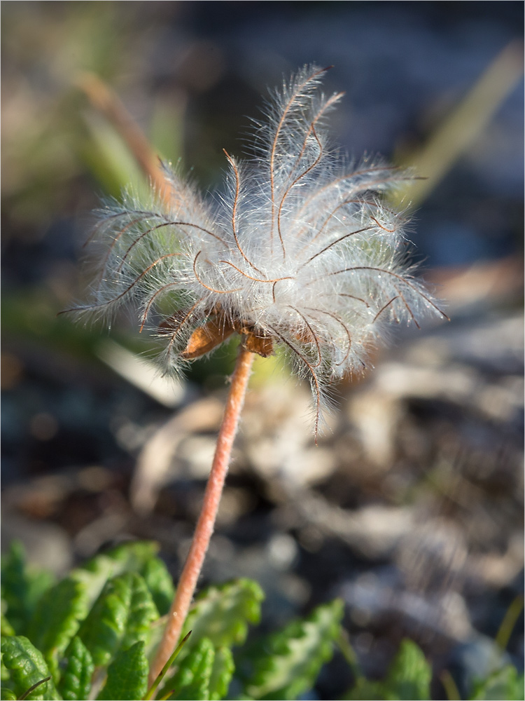 Image of Dryas octopetala specimen.