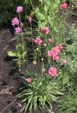 Armeria pseudarmeria