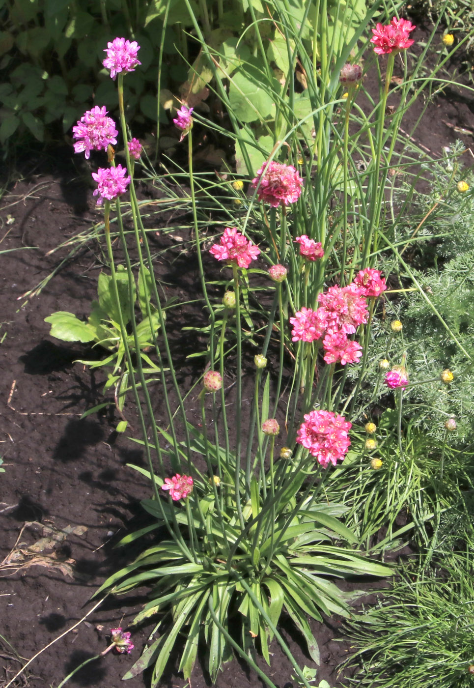 Изображение особи Armeria pseudarmeria.