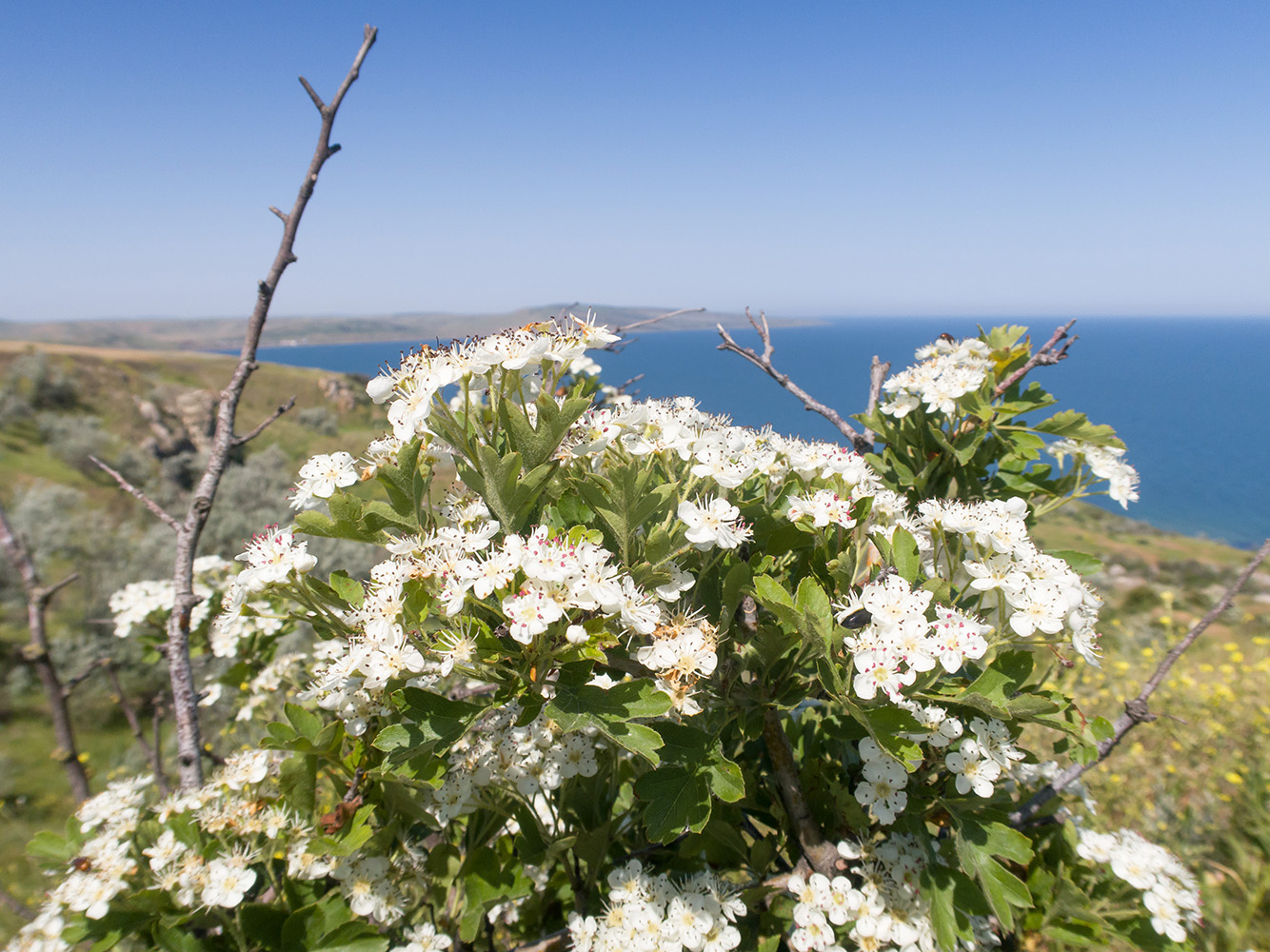 Image of Crataegus rhipidophylla specimen.