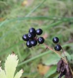 Actaea spicata. Соплодие. Костромская обл., Кологривский р-н, левый берег реки Унжа напротив устья реки Вига, смешанный лес. 5 сентября 2020 г.