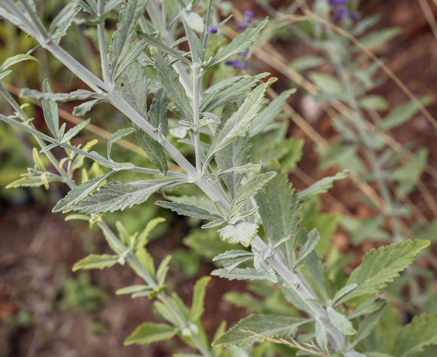 Изображение особи Perovskia atriplicifolia.