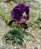 Iris paradoxa. Цветущее растение. Азербайджан, Гёйгёльский р-н, с. Зурнабад. 16.04.2010.