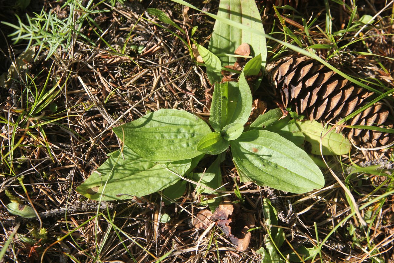 Изображение особи род Plantago.