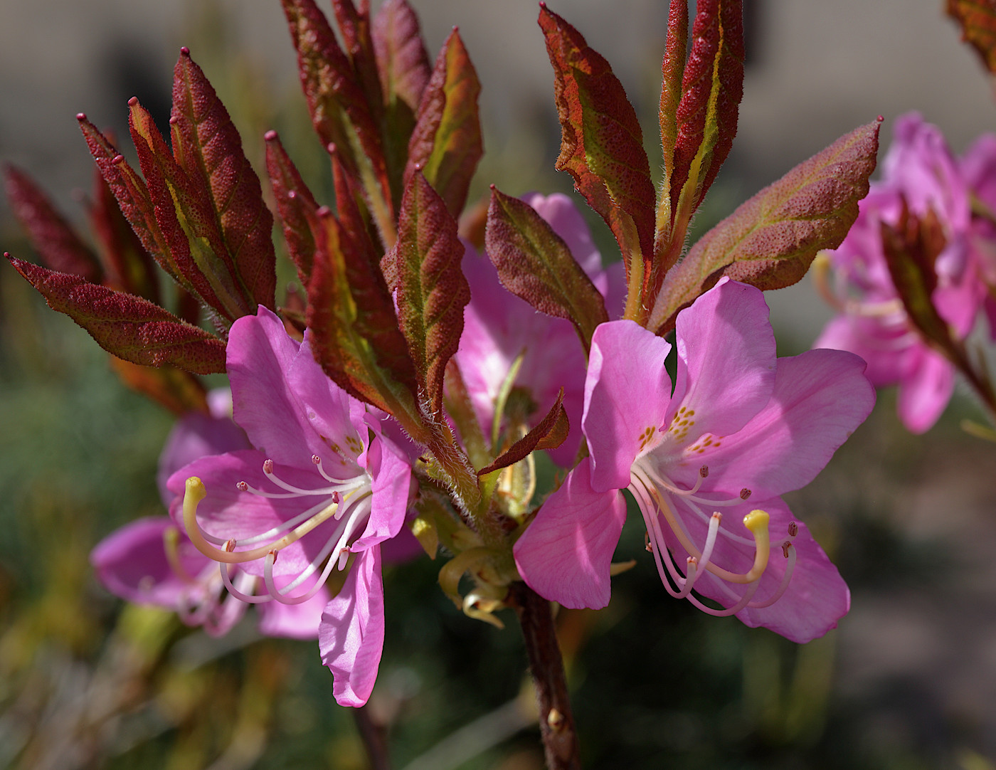 Изображение особи Rhododendron albrechtii.