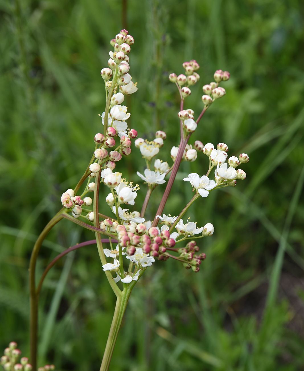 Image of Filipendula vulgaris specimen.