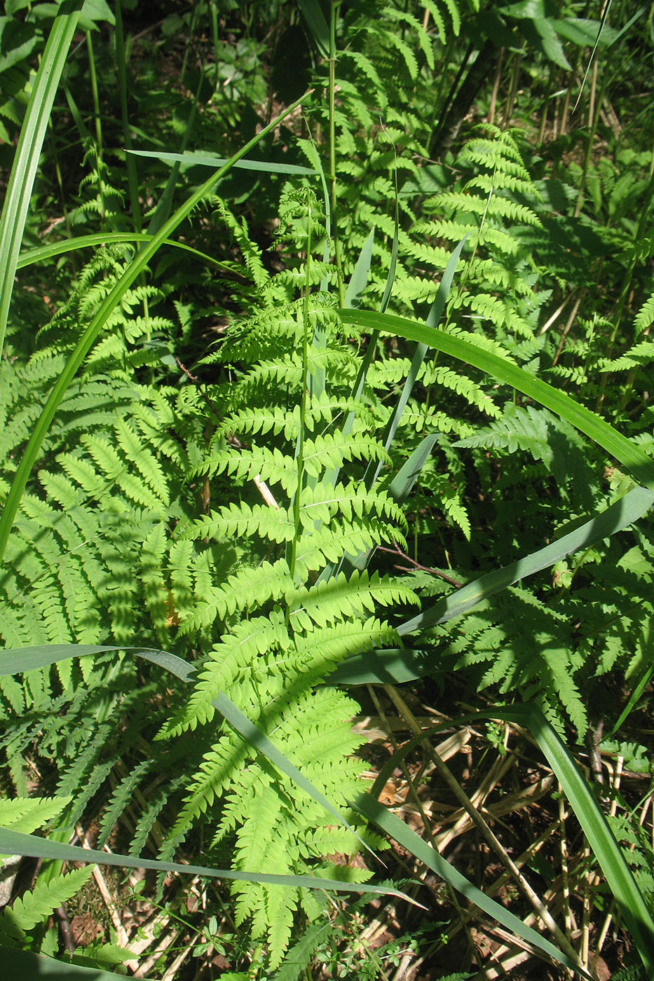 Изображение особи Thelypteris palustris.