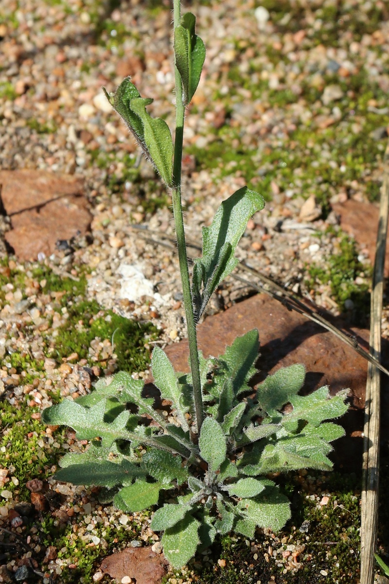 Image of Arabidopsis arenosa specimen.