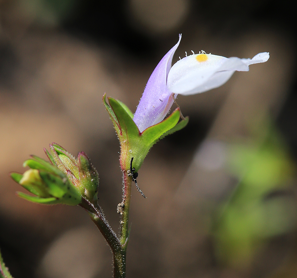 Изображение особи Mazus pumilus.