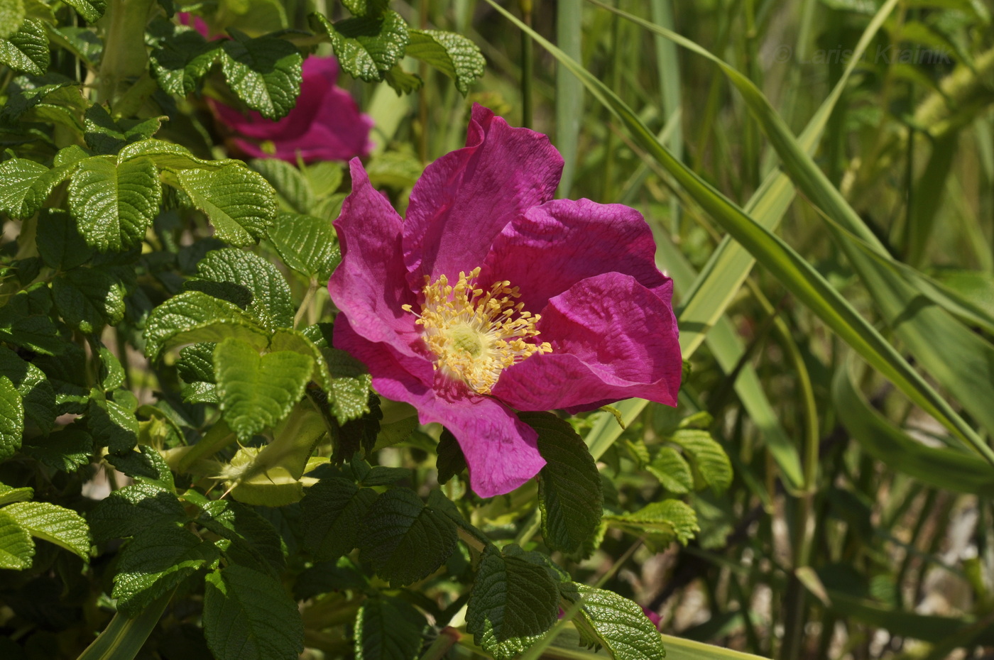 Изображение особи Rosa rugosa.