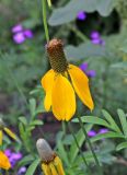 Rudbeckia columnifera