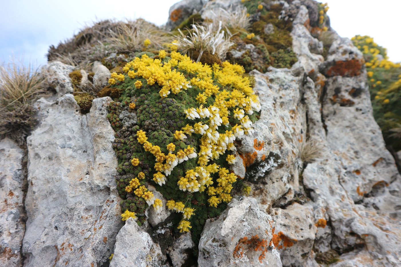 Image of Saxifraga scleropoda specimen.