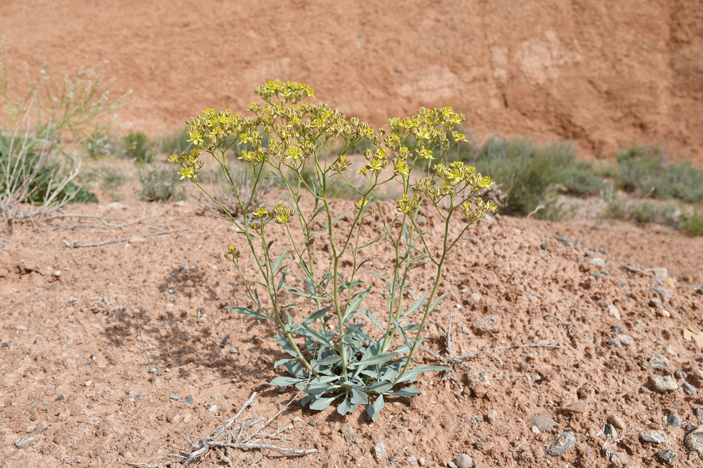 Image of Haplophyllum versicolor specimen.