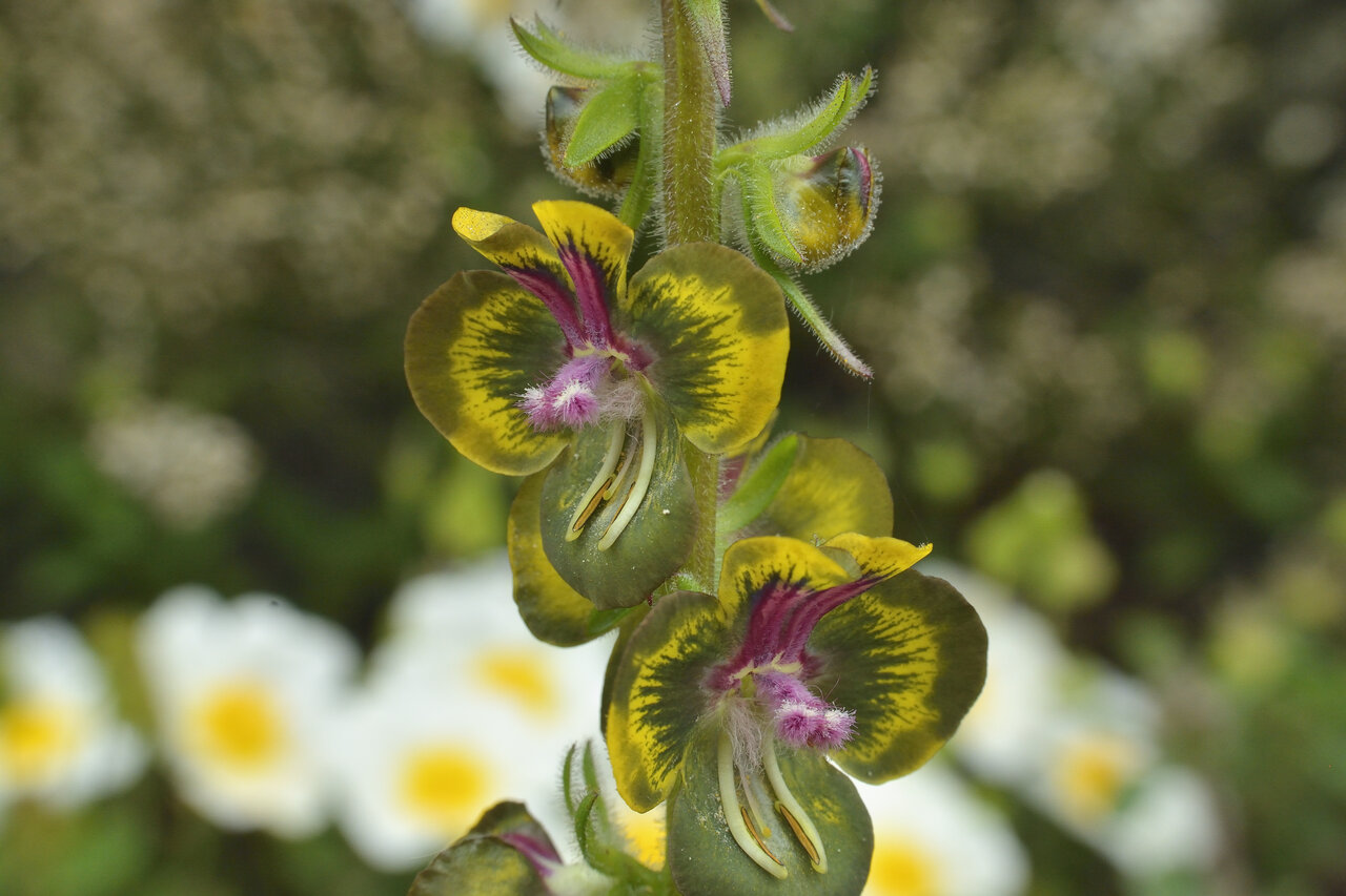 Изображение особи Verbascum bugulifolium.