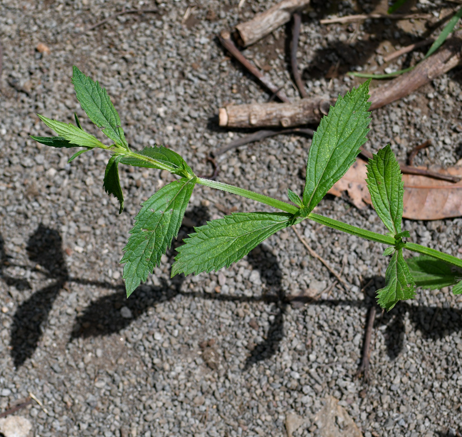 Image of Verbena litoralis specimen.