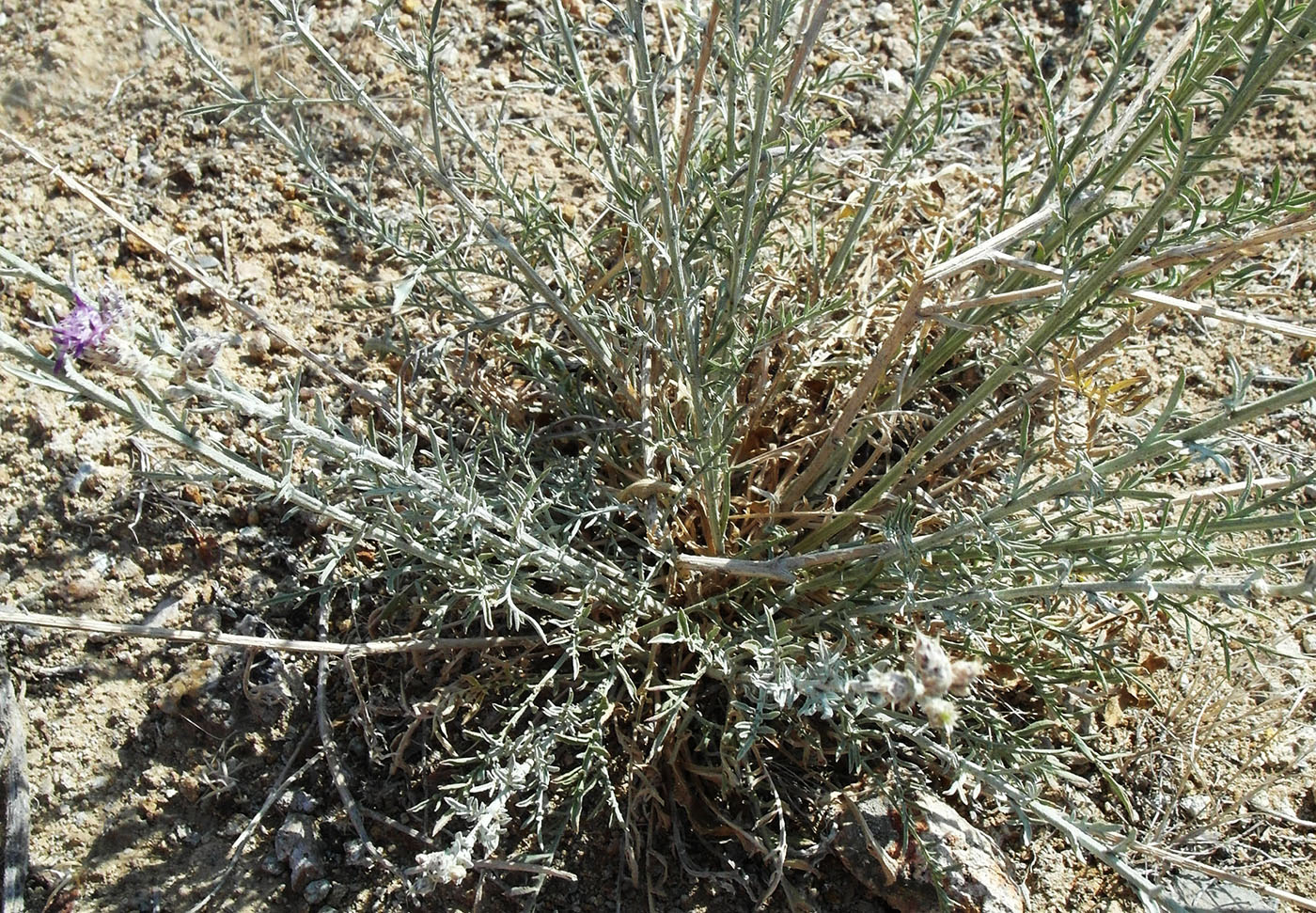 Image of Centaurea pseudosquarrosa specimen.