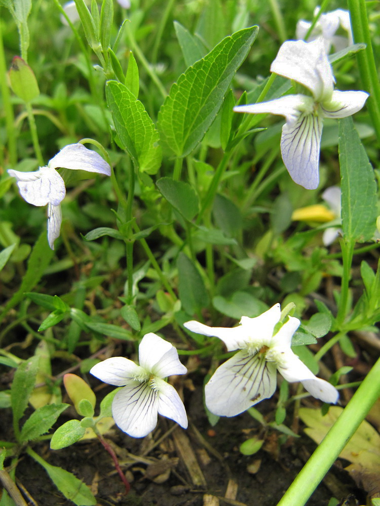 Image of genus Viola specimen.