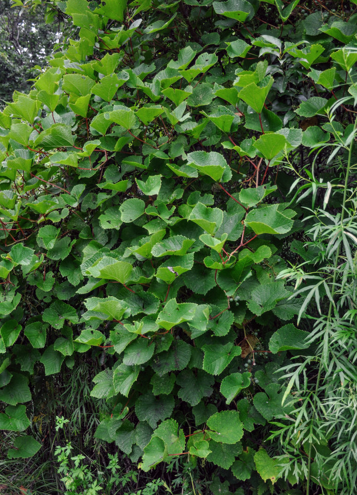 Image of Vitis amurensis specimen.