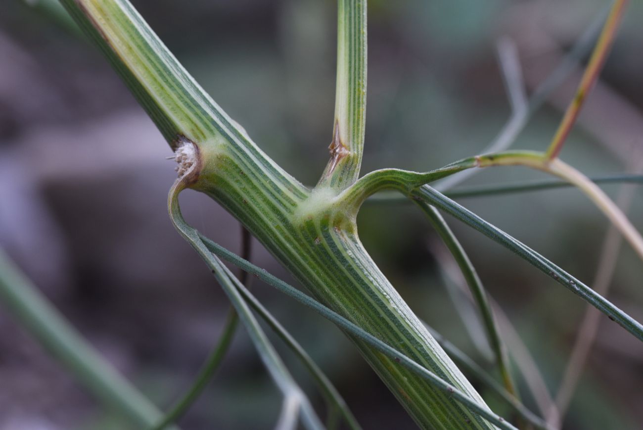 Image of Bilacunaria microcarpos specimen.