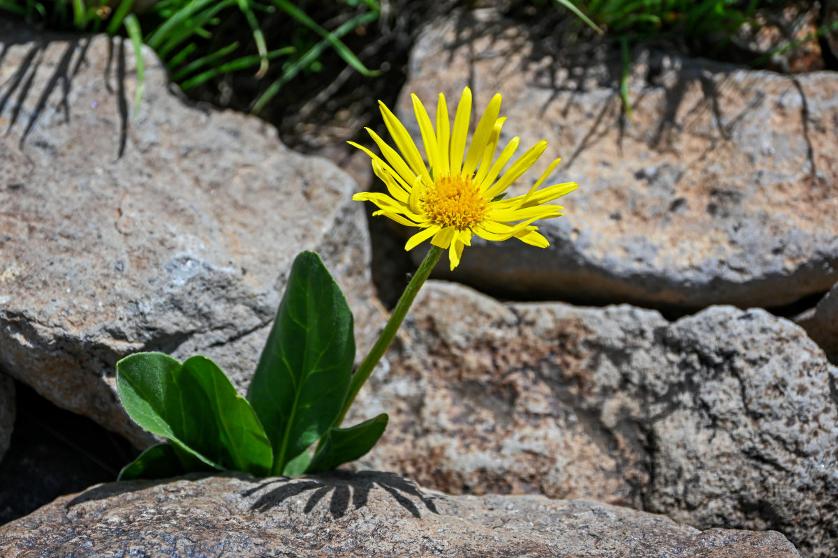 Image of Doronicum oblongifolium specimen.