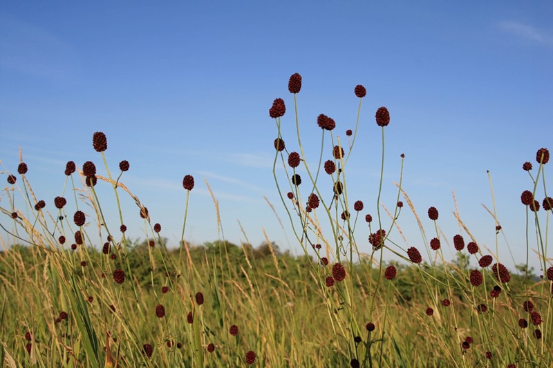 Image of Sanguisorba officinalis specimen.