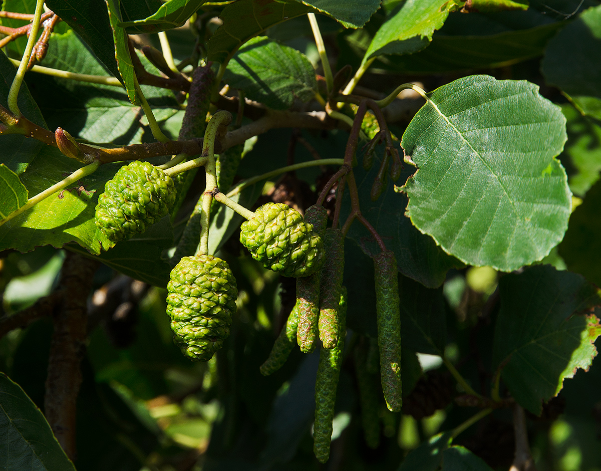 Image of Alnus glutinosa specimen.