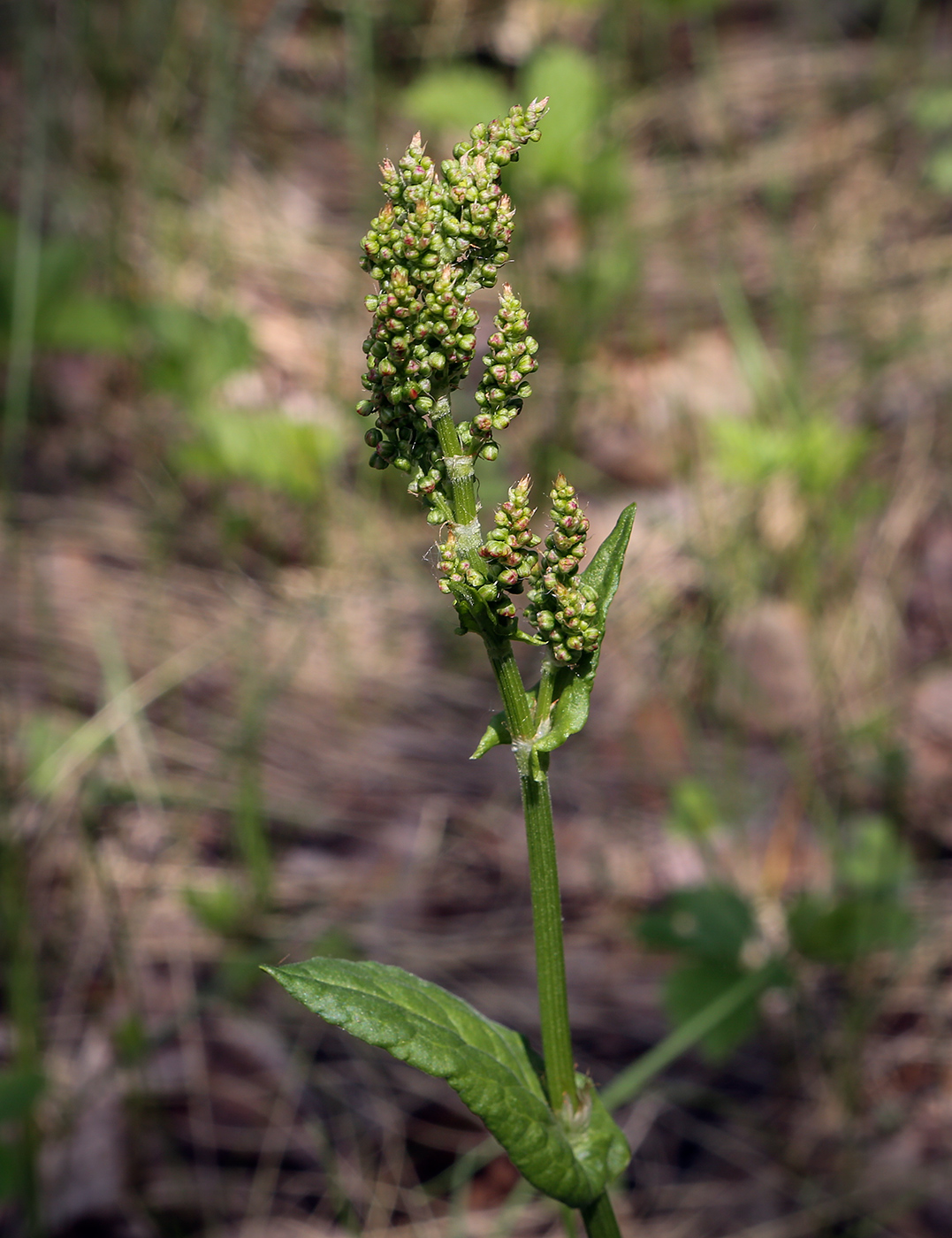 Image of Rumex acetosa specimen.