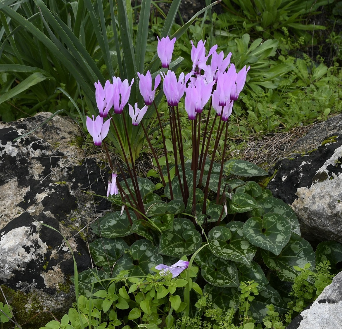 Image of Cyclamen persicum specimen.