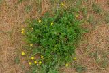 Смотреть изображение Potentilla intermedia