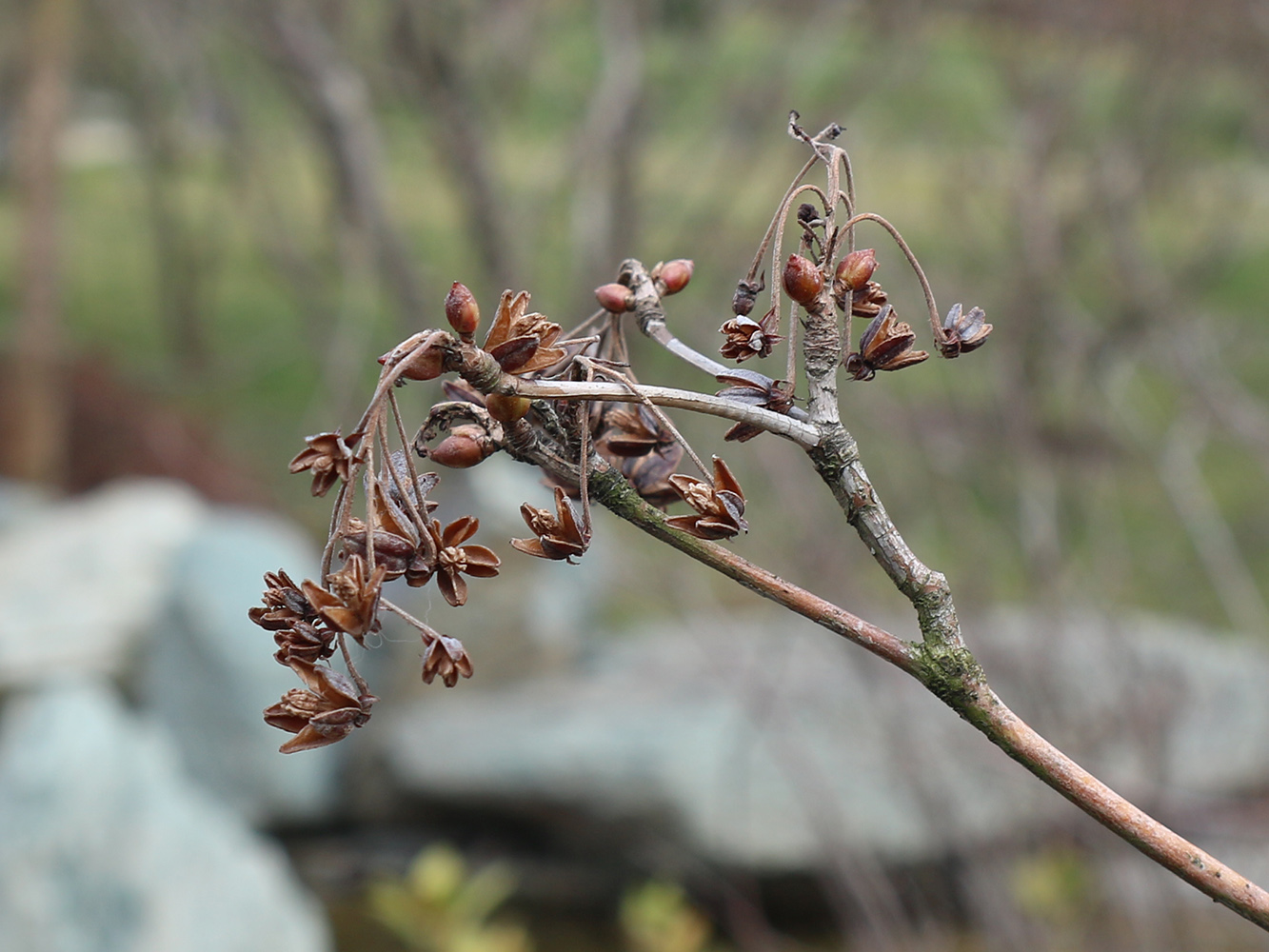 Изображение особи род Enkianthus.