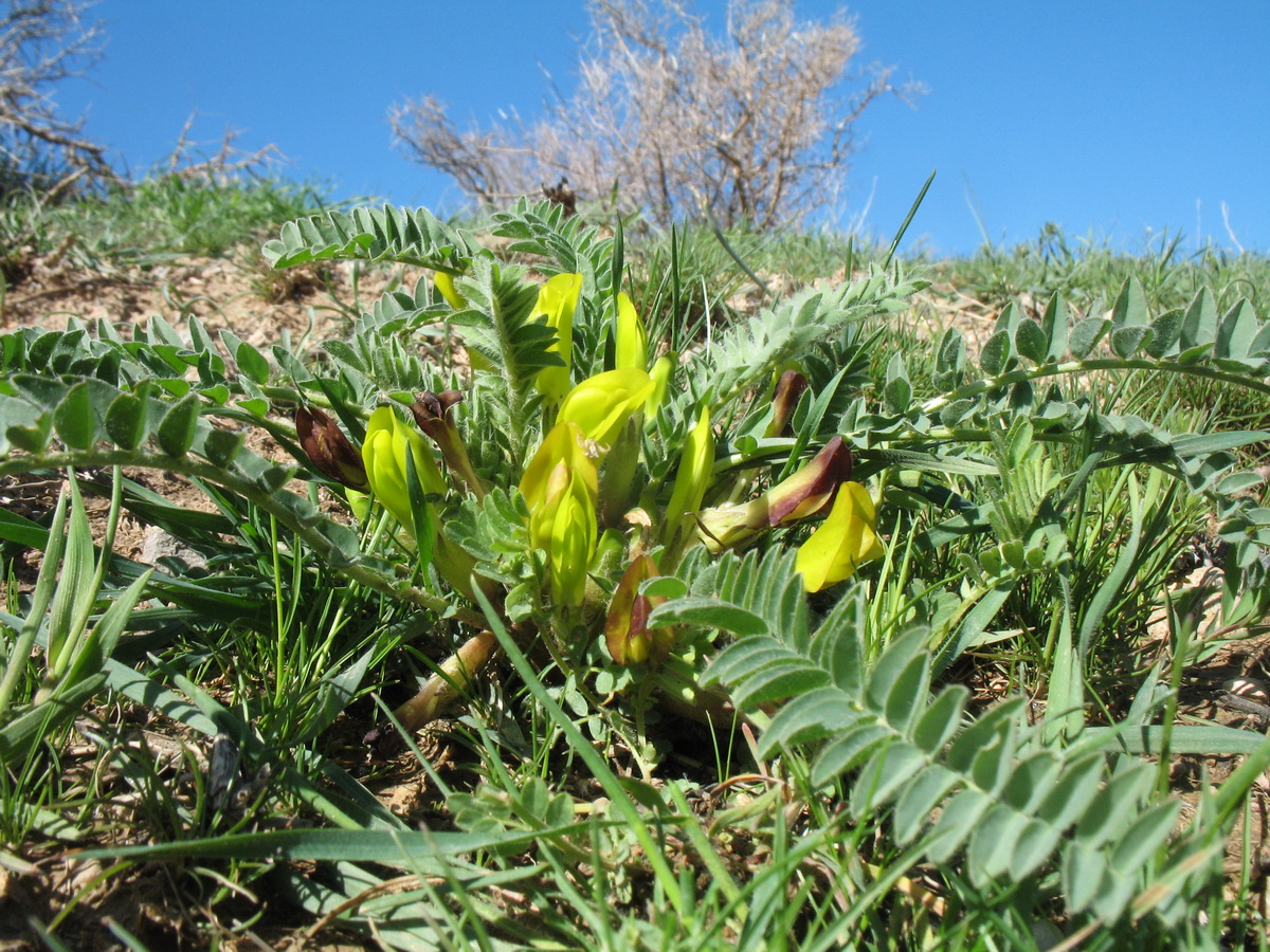 Image of Astragalus atrovinosus specimen.