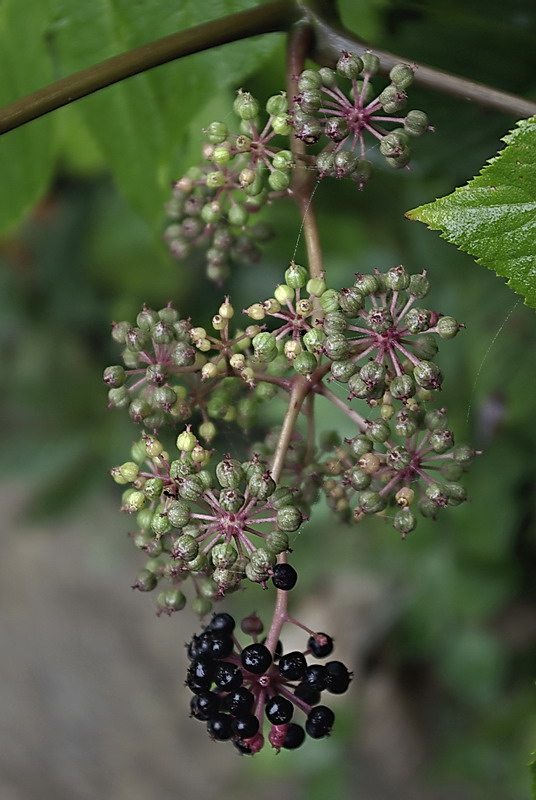 Image of Aralia elata specimen.